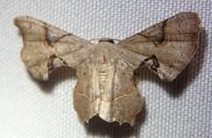 Calledapteryx dryopterata