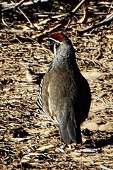 Callipepla gambelii