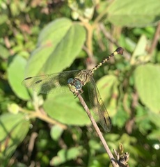 Paragomphus genei