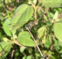 Paragomphus genei