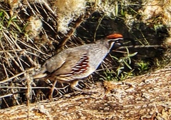 Callipepla gambelii