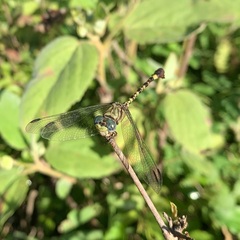 Paragomphus genei