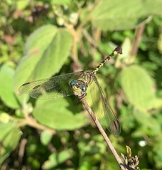 Paragomphus genei