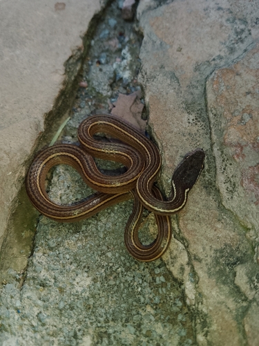 Photo of a Nuevo Leon Graceful Brown Snake (Rhadinaea montana)