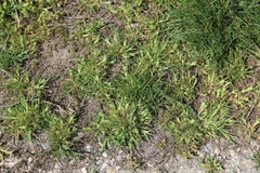 Sclerochloa dura