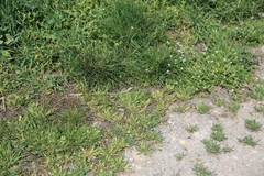 Sclerochloa dura