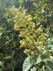 Dendrophorbium