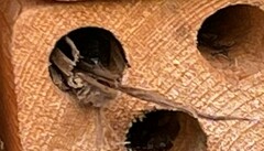 Isodontia auripes