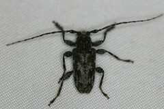 Aegomorphus modestus