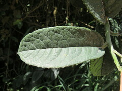 Dendrophorbium