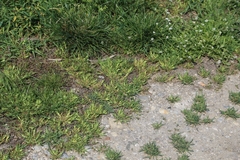 Sclerochloa dura