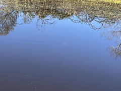 Atractosteus spatula