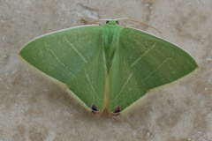 Urolitha bipunctifera