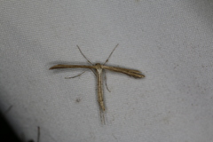 Emmelina monodactyla