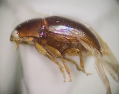 Phalacridae