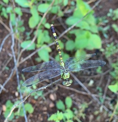 Paragomphus elpidius