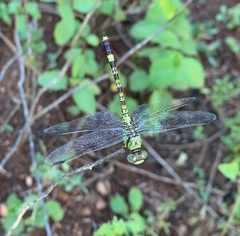 Paragomphus elpidius