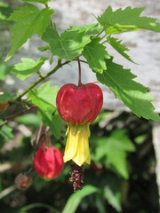 Callianthe megapotamica