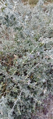 Teucrium fruticans