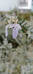 Teucrium fruticans