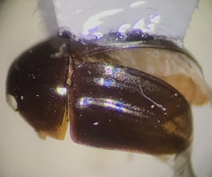 Phalacridae