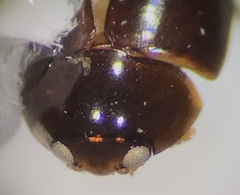 Phalacridae