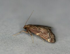 Hypsopygia intermedialis