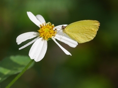 Pyrisitia dina