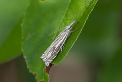 Crambus lathoniellus