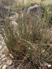 Juncus patens