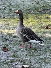 Anser anser