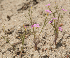 Gilia cana