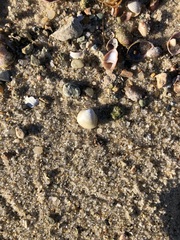 Laevicardium mortoni