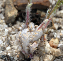 Gilia cana
