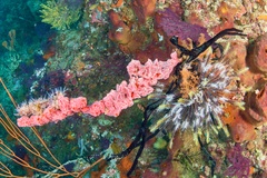 Monanchora clathrata