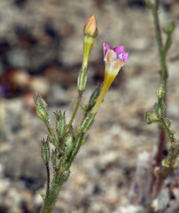 Gilia cana