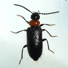 Pedilus lugubris