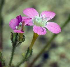 Gilia cana