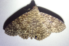 Dialithis gemmifera