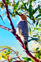 Melanerpes uropygialis