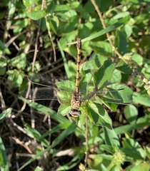 Crenigomphus hartmanni