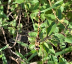 Crenigomphus hartmanni