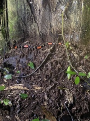 Micrurus lemniscatus helleri