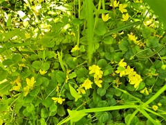 Lysimachia nummularia