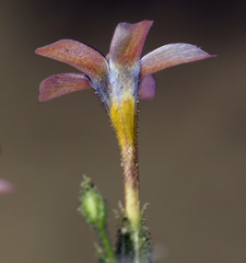 Gilia cana