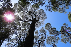 Nothofagus cunninghamii