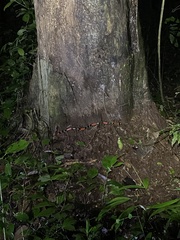 Micrurus lemniscatus helleri