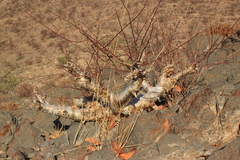 Commiphora virgata