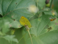 Pyrisitia dina