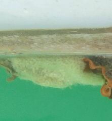 Aplidium
